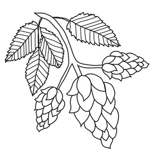 啤酒花种植黑白图像隔离在白色背景