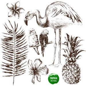 一套手绘热带植物和鸟类