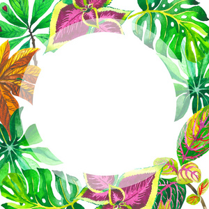 热带夏威夷叶棕榈树框架中孤立的水彩风格