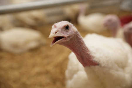 土耳其在农场饲养火鸡
