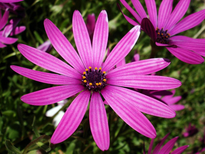 阳光下花园里不同颜色的雏菊