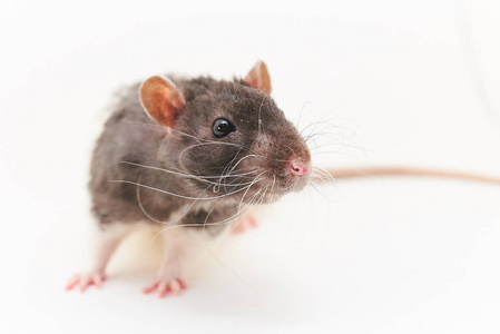 一个可爱的, 灰色的装饰老鼠的肖像。在白色背景上