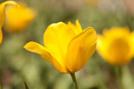 自然春天花郁金香黄色的花朵黄色郁金香花瓣