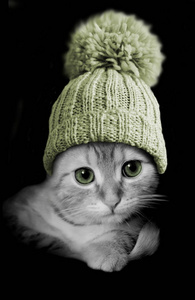 绿色的眼睛绿色的帽子可爱的猫图片