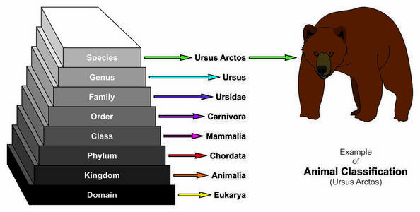 动物分类的例子图表图显示红色狐狸领域王国门类顺序家庭属和种类为生物和形态学科学教育