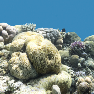 脑珊瑚在热带海，水下珊瑚礁