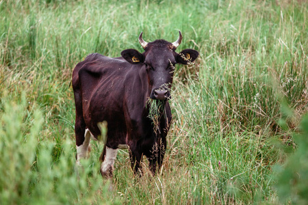 白色的婆罗门小牛牛在牧场上放牧, 公牛照片