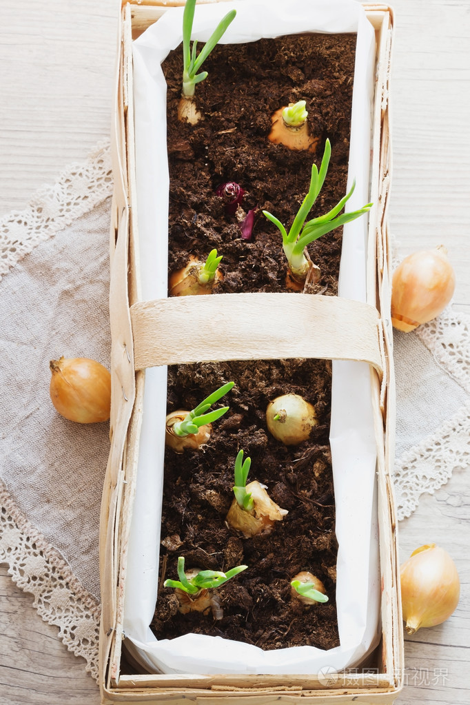 发芽的年轻洋葱