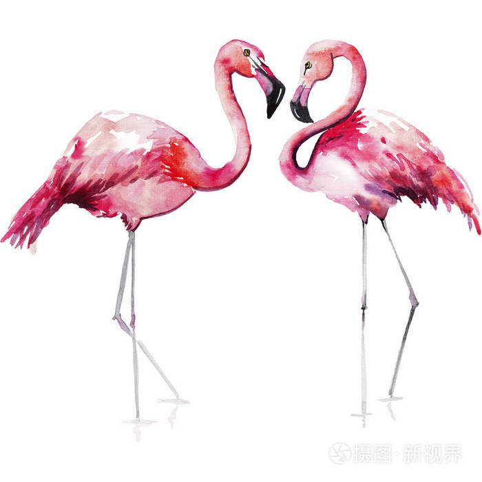 明亮可爱温柔温柔复杂奇妙热带夏威夷动物野生夏天海滩粉红色火烈鸟图案水彩手绘 完美的问候卡 纺织 壁纸照片 正版商用图片0rrdfa 摄图新视界