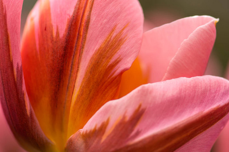 饱和粉红色郁金香花瓣, 特写使用浅焦点在柔和的照明。柔软柔和的春天郁金香花的背景。粉红郁金香花瓣壁纸