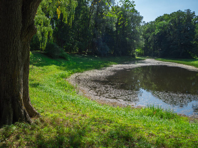 湖面上有一棵树的夏日风景