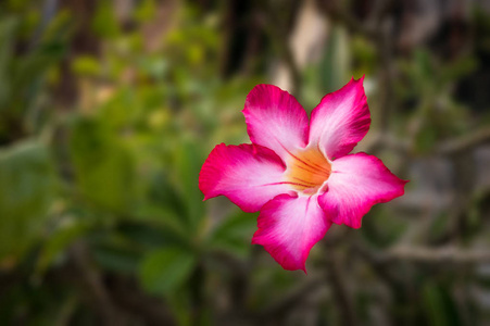 Adenium 玫瑰是罗布麻家庭的一种开花植物, 夹竹桃科, 原产于萨赫勒地区, 撒哈拉沙漠以南, 热带和亚热带东部和南部非洲和