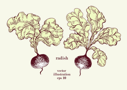 萝卜手绘矢量插图集。复古蔬菜刻样式对象。可以使用菜单 标签 农场市场
