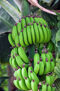 香蕉棕榈枝上的绿色香蕉束, 未成熟已经大的水果, 在花园里生长