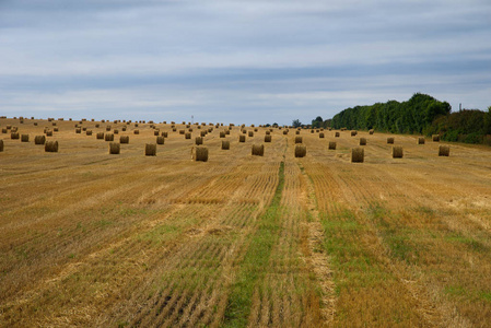 收割的麦田。许多的稻草堆