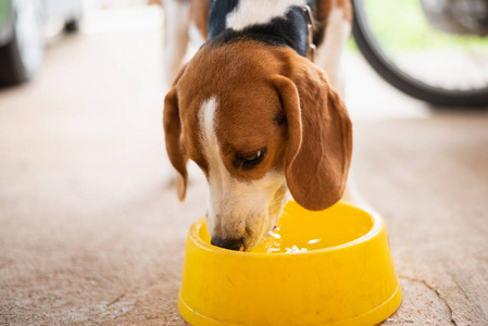 小狗小猎犬狗喝水