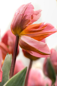 粉红色郁金香花与花瓣的古色古香的形状, 特写使用浅焦点在柔和的灯光。柔和柔和的春花郁金香自然背景。水彩粉红郁金香壁纸