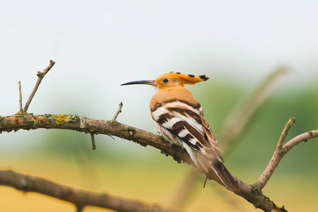 欧亚 Hoopoe, 普通 Hoopoe 或 Upupa epops, 树枝上美丽的褐色鸟