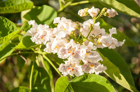 上过叶梓萱梓醇盛开在夏天照片