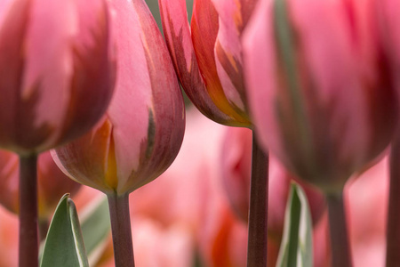 粉红郁金香花特写镜头使用浅焦点在柔和的灯光。柔和柔和的春郁金香花自然背景。花坛壁纸上的水彩粉红色郁金香