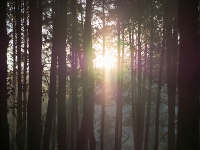 与太阳光线 松树森林剪影清晨的阳光