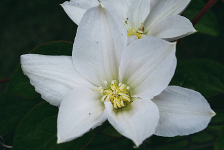 白色铁线莲花。完美美丽的花铁线莲