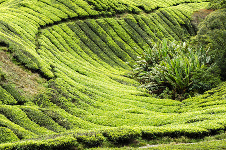 马来西亚金马伦高原的自然成分茶园美景