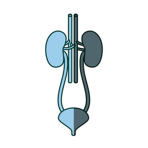 蓝色底纹剪影肾系统与尿道