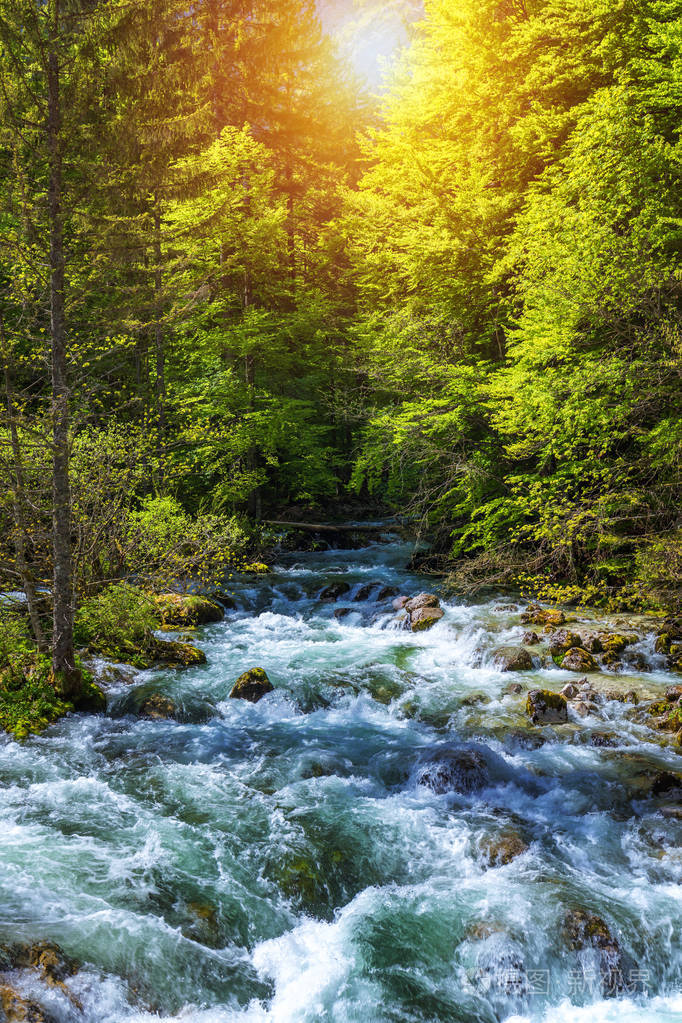 夏日森林里的河水, 阳光透过树叶照耀夏季自然景观