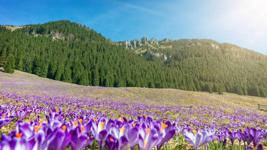 番红花。塔特拉山。山风景