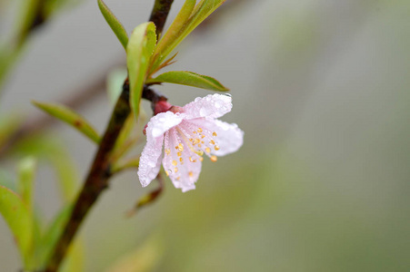 粉红桃花图片