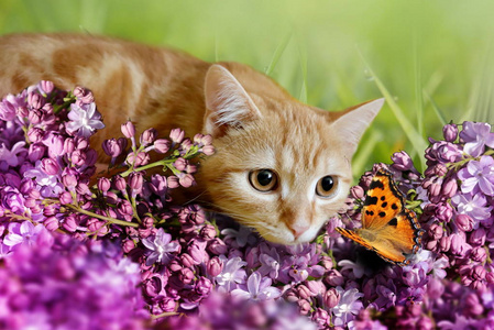 猫看的相片用丁香装饰的蝴蝶图片