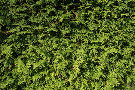 绿墙柏木树为背景, 质地。自然墙纸。柏木树特写