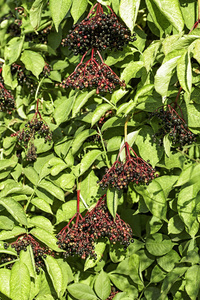 夏季绿色自然的黑色 elderberries