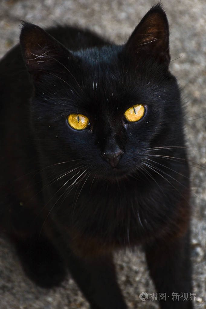 黑猫与黄色的眼睛