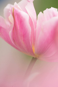 粉红色郁金香花特写用浅焦点在柔和的照明。柔软柔和的春天郁金香花自然的背景。粉彩彩色抽象郁金香。花模糊