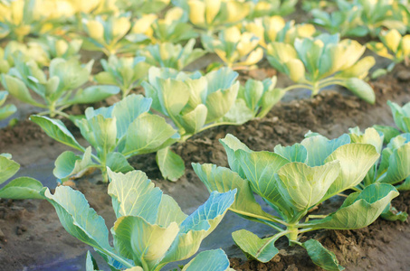 卷心菜种植园生长在田间.蔬菜排.农业.农业用地景观.作物照片