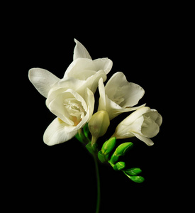 小苍兰的安排图片-小苍兰的安排素材-小苍兰的安排插画-摄图新视界