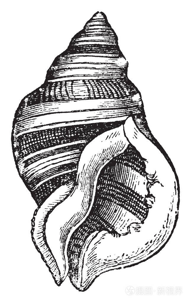 这个插图代表紫癜 lapillus 是一个种类的海蜗牛, 复古线画或雕刻插图