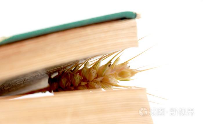 在一本旧书的书页之间的麦子耳朵