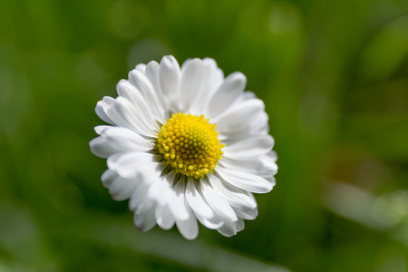 白色雏菊花