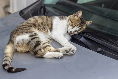 汽车上的甜猫在下午小睡前拍摄