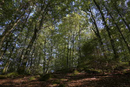瑞典夏季森林景观
