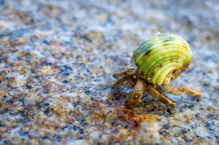 在沙滩上的寄居蟹照片