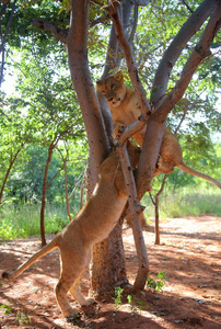 在赞比亚，非洲狮