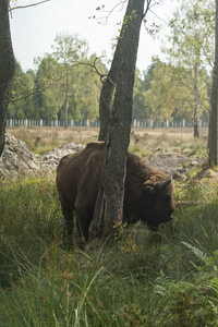白俄罗斯野牛保护区