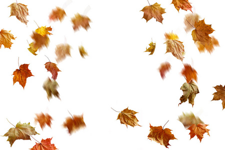 多彩秋天的树叶被隔绝在白色边框框架