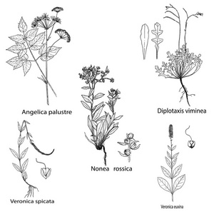 草药和香料的设置。手绘诺内娅苁蓉 维罗妮卡 diplotaxis 当归细叶植物。雕刻植物插图标签。矢量愈合野花草图