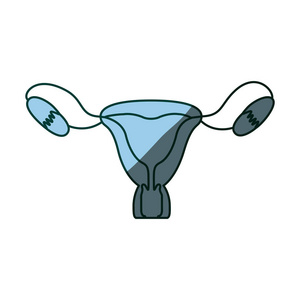 蓝色底纹手绘轮廓的女性生殖系统