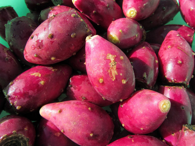 红刺梨仙人掌果照片